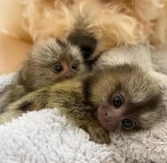 Nádherné opice kosmani k dispozici