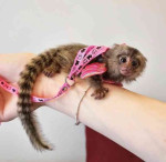 3 Marmoset opice pre nový domov