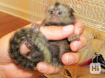 Roztomilé kosmáče na adopciu