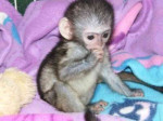 Krásne kapucínske opice na adopciu