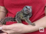 Roztomilé kosmáče na adopciu