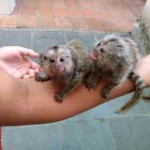 Inteligentné kosmáče na adopciu