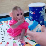 Vycvičené kapucínske opice na adopciu