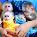 Priateľské kapucínske opice na adopciu
