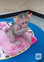 Zdravé kapucínske opice na adopciu