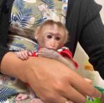Priateľské kapucínske opice na adopciu