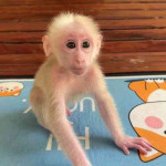 Kapucínske opice na adopciu