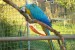 Ara Ararauna papoušek na prodej obrázok 1