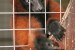  lemur cerveny (Varecia rubra) obrázok 2