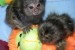 Děti Samec A Samice Marmoset Opice obrázok 3