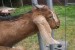 Anglonubijská Koza 100 % čistokrvný tehotná samica obrázok 1