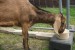 Anglonubijská Koza 100 % čistokrvný tehotná samica obrázok 2