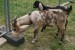 Anglonubijská Koza 100 % čistokrvný tehotná samica obrázok 3