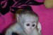 Krásný Kapucínský opice pro prodej obrázok 2