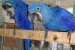 Nabídka Deti Hyacint papoušek papoušci obrázok 2