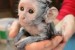 Kapucínský opice pro prodej    obrázok 2