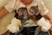 Prodám Kapucínský opice  obrázok 2
