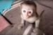 Prodám Kapucínský opice obrázok 2