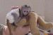 Prodám Kapucínský opice obrázok 1