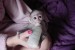 kapucin opice obrázok 1