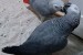 Sladké a krásne africké sivé papagáje na adopciu obrázok 1