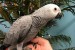 Sladké a krásne africké sivé papagáje na adopciu obrázok 2