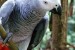 Sladké a krásne africké sivé papagáje na adopciu obrázok 3