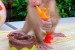 kapucínske opice obrázok 1