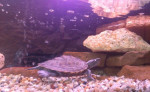 Akvarium a Korytnacky – fotka 2