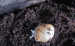 Darujem africké slimáky Achatina-achatina – fotka 2