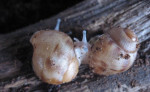Darujem africké slimáky Achatina-achatina – fotka 3