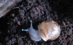 Darujem africké slimáky Achatina-achatina – fotka 4