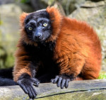  lemur cerveny (Varecia rubra) – fotka 2