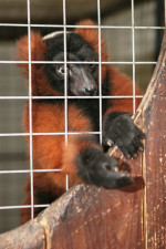  lemur cerveny (Varecia rubra) – fotka 3