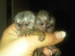Děti Samec A Samice Marmoset Opice – fotka 2