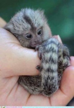 Děti Samec A Samice Marmoset Opice – fotka 3
