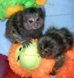 Děti Samec A Samice Marmoset Opice – fotka 4