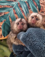 Marmoset Opice na adopciu – fotka 2