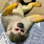Opice veveričky dostupné na adopciu – fotka 2