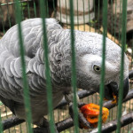 Africké papagáje šedé na adopciu. – fotka 2