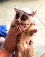 Galago Bush deti na adopciu – fotka 2