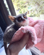 Galago Bush deti na adopciu – fotka 3