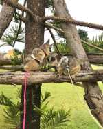 Galago Bush deti na adopciu – fotka 4