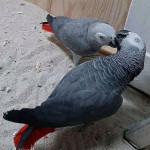 Sladké a krásne africké sivé papagáje na adopciu – fotka 2