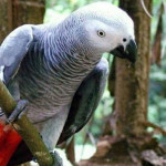 Sladké a krásne africké sivé papagáje na adopciu – fotka 4