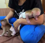 Zdravý cpuchin pre vás Adopcia.    – fotka 2