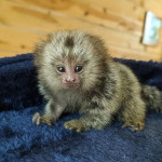 Opice kosmáča sú teraz k dispozícii – fotka 2