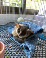 4 deti z kríkov na adopciu zadarmo – fotka 2