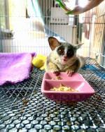 Zkrocená keřová miminka k adopci – fotka 2