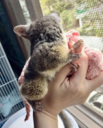 Máme deti z kríkov na adopciu – fotka 4